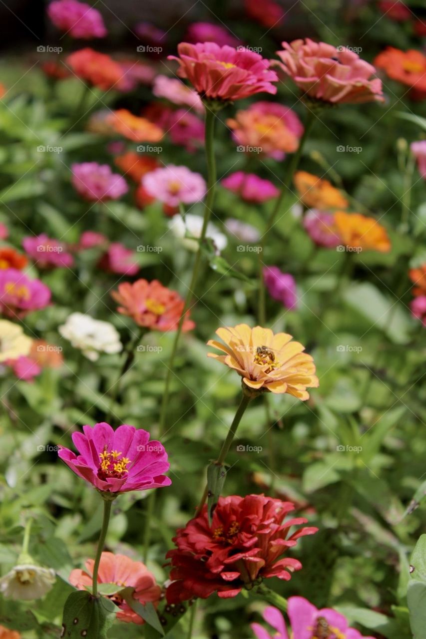 A bee collecting pollen 