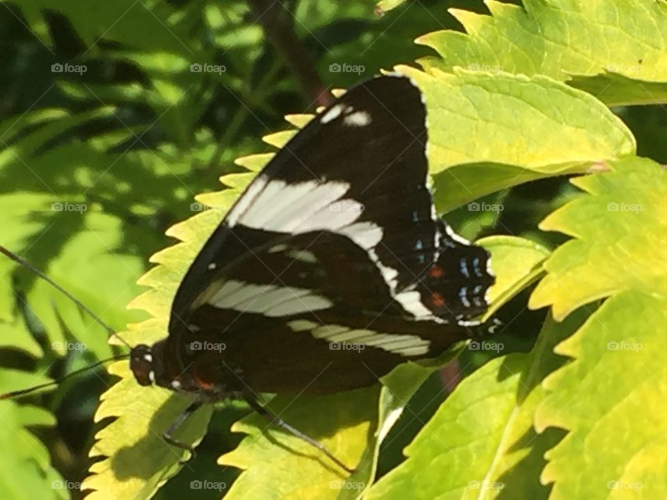 Black and white butterfly 