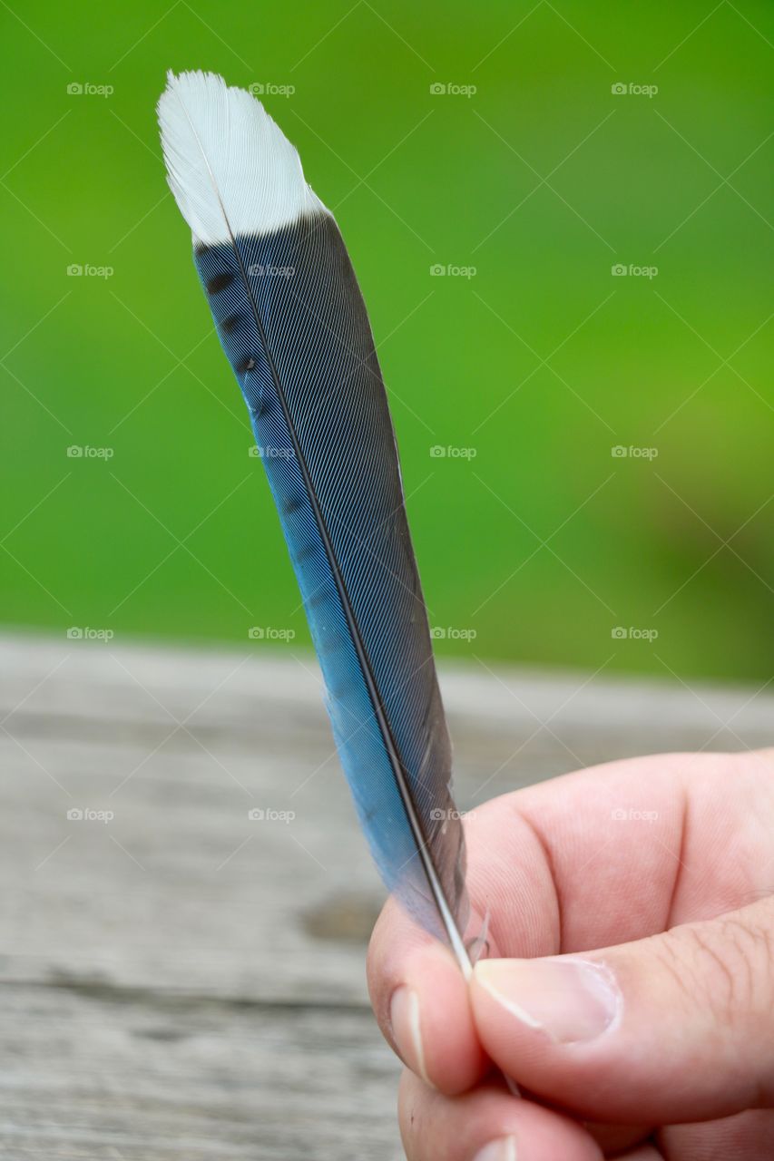 Blue Feather