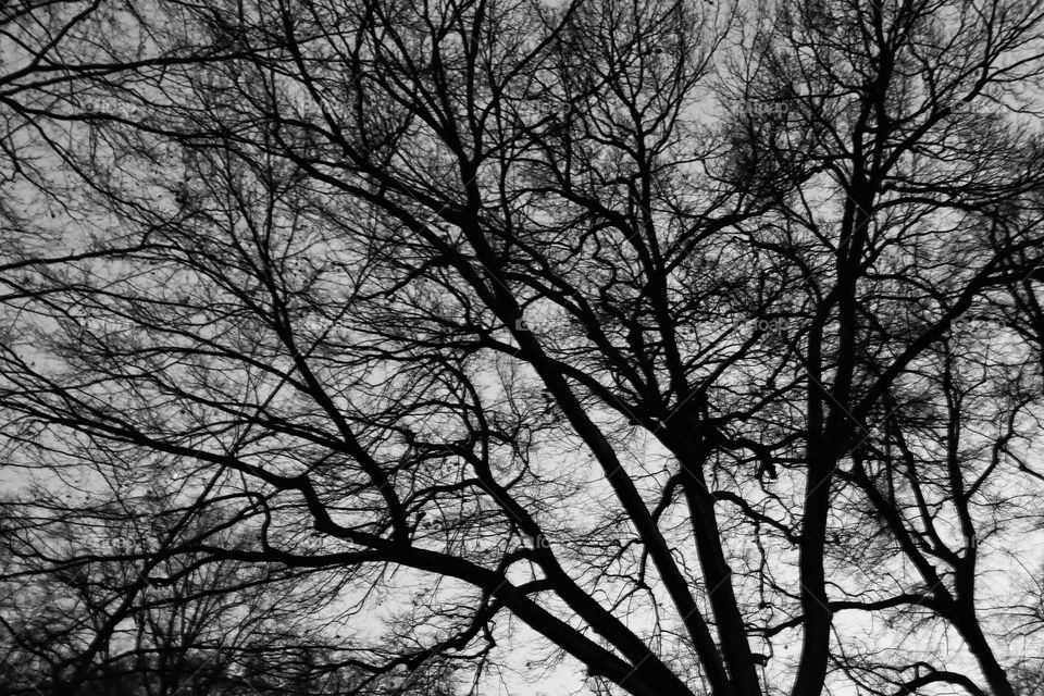 A bare tree at night