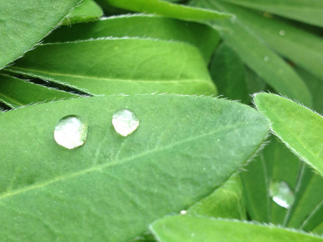 GREEN LEAVES