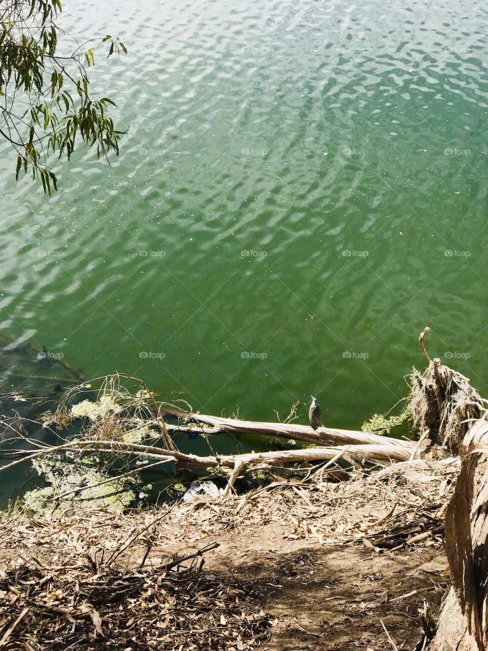 A peaceful place for a bird to relax for the day 