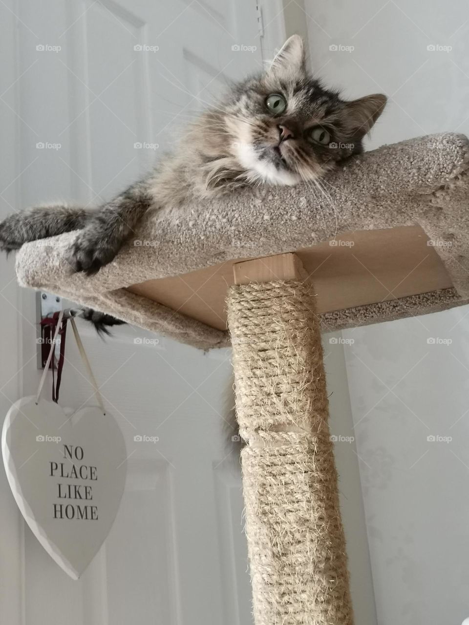 Cute little brown tabby cat with beautiful big green piercing eyes relaxing on her cat tree 