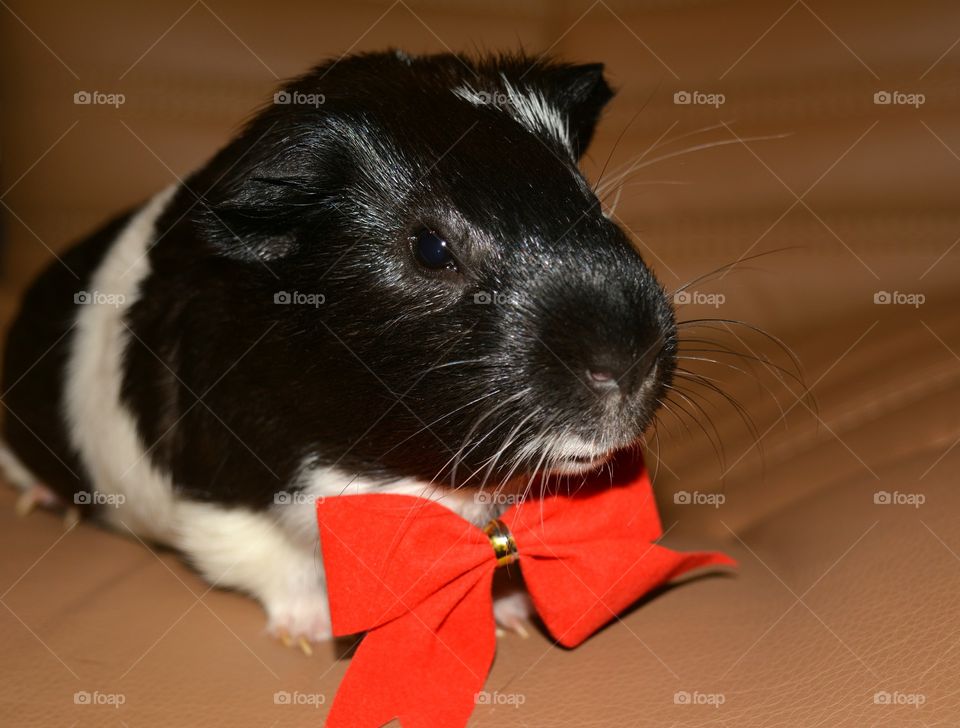 Close-up of a black and white guinea pig