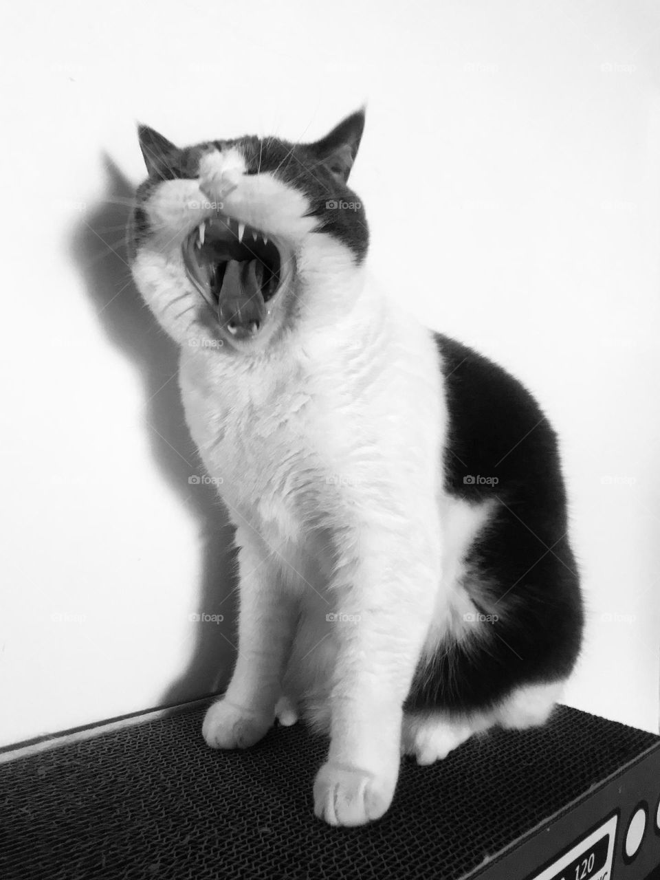 Colour white and black 