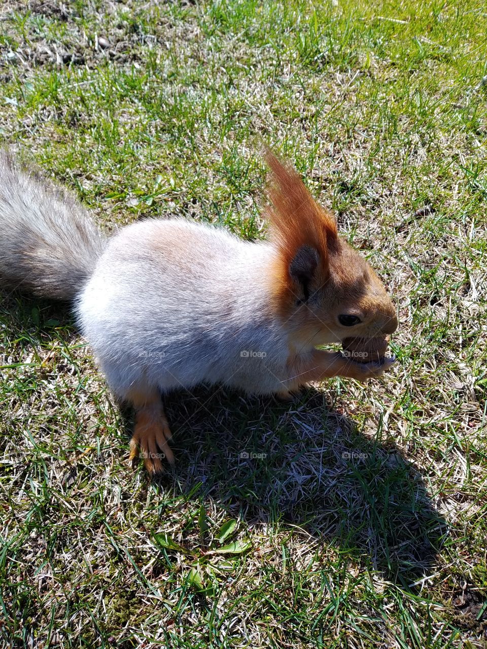 Squirrel