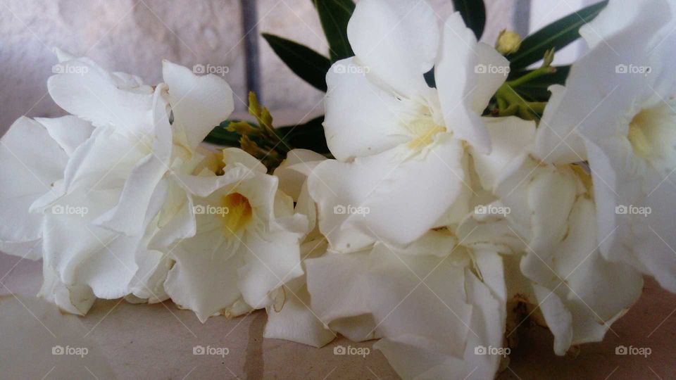 Oleander