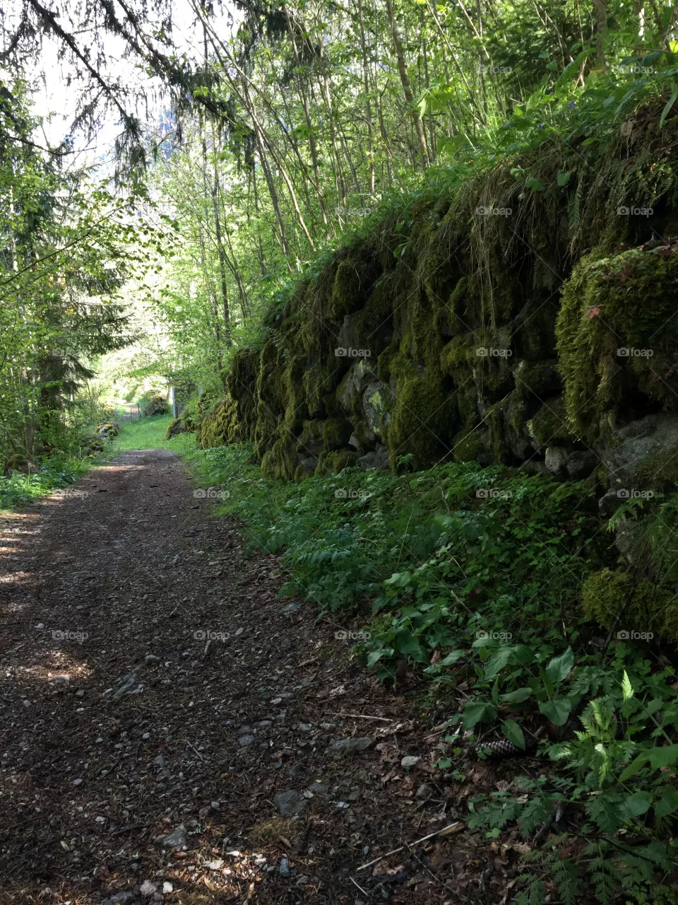 Trail 