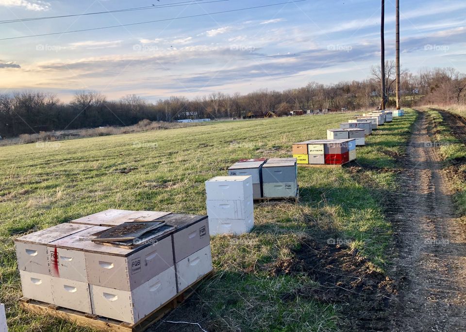 Beekeeping, beehives, 6 way, pallets 