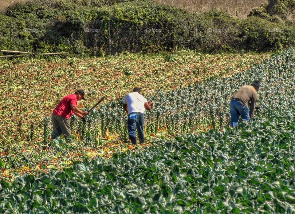 Immigrant Fieldworkers