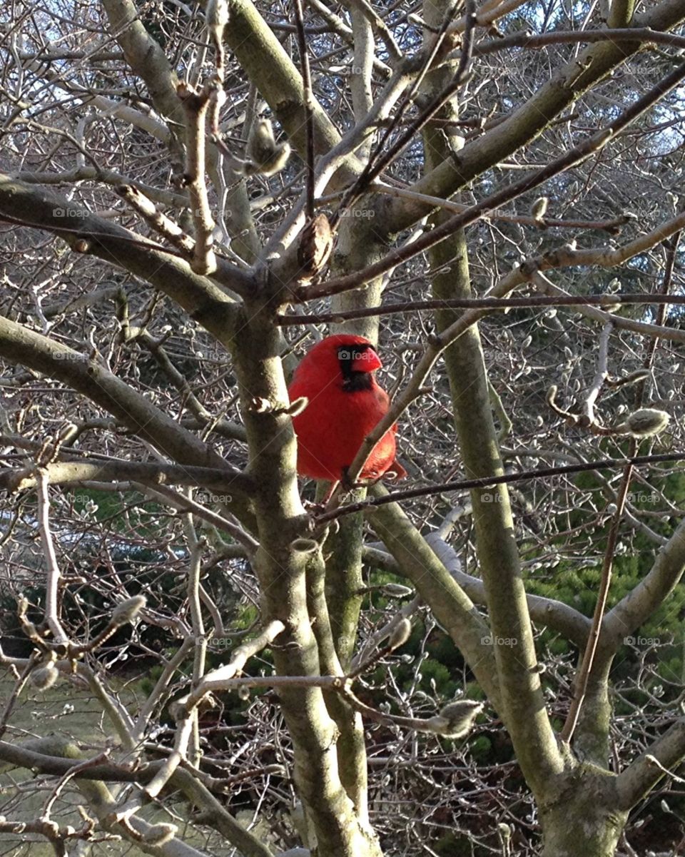 Cardinal in the Magnolia