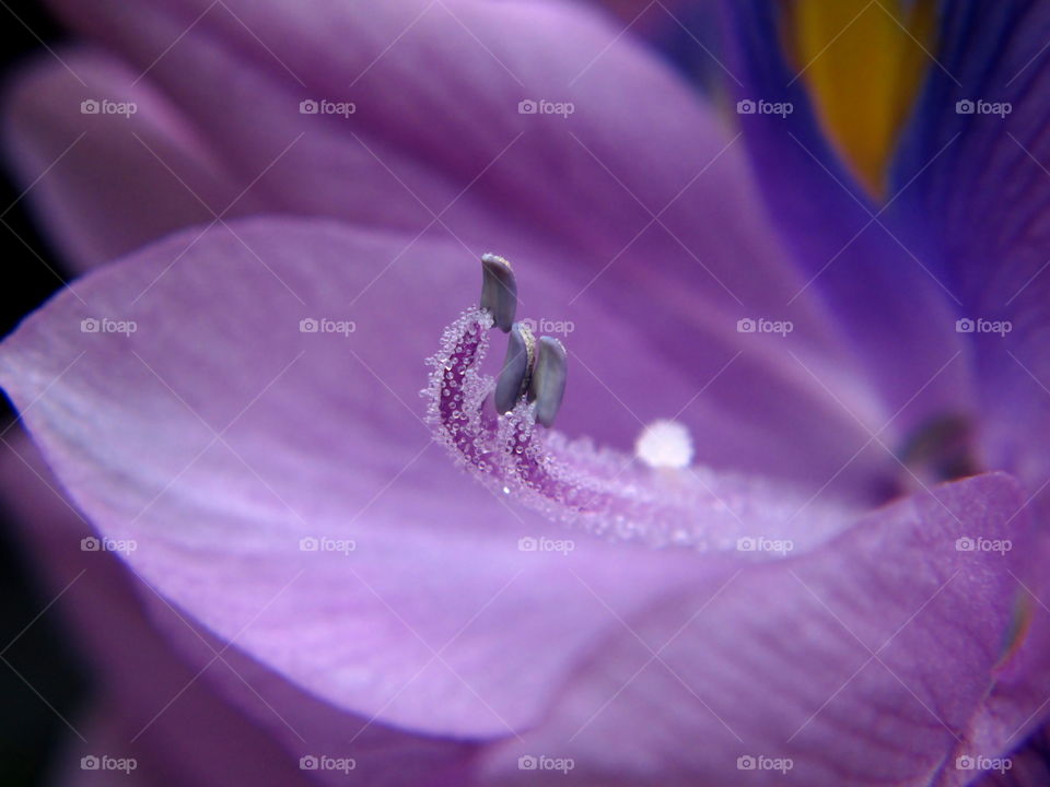 purple. hyacinth flowers macroshot