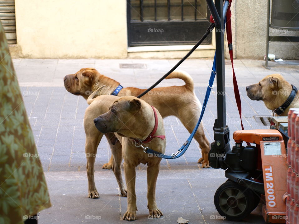 Waiting in the street