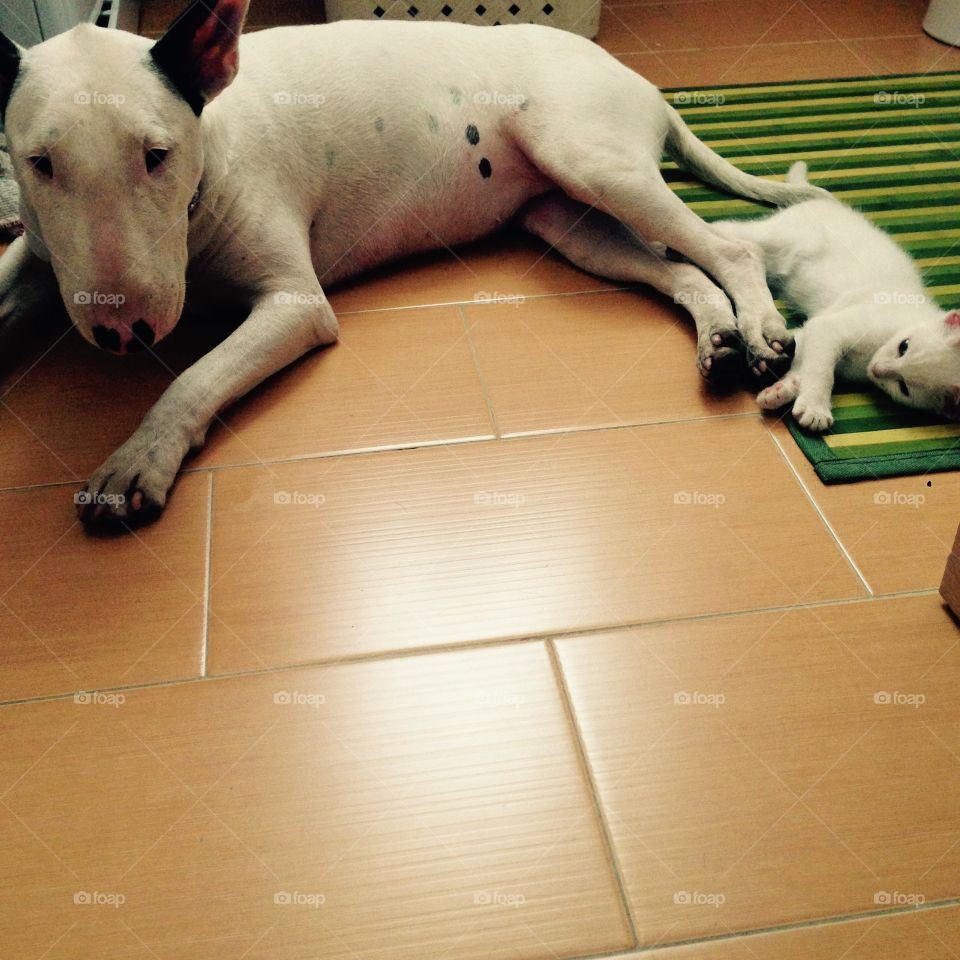 Dog and cat, Who said that you can not