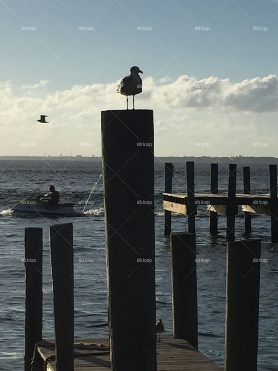 Seagull perched atop a dock post. 
