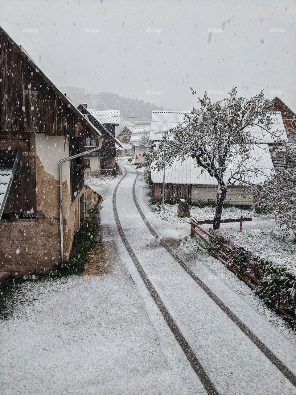 View of snowfall over the road in village and snow-covered Christmas trees in winter