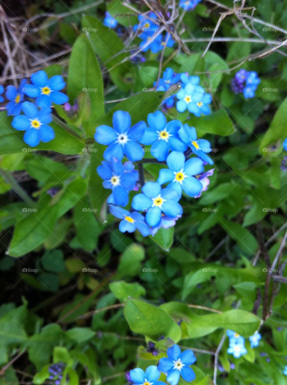 Forget Me Not