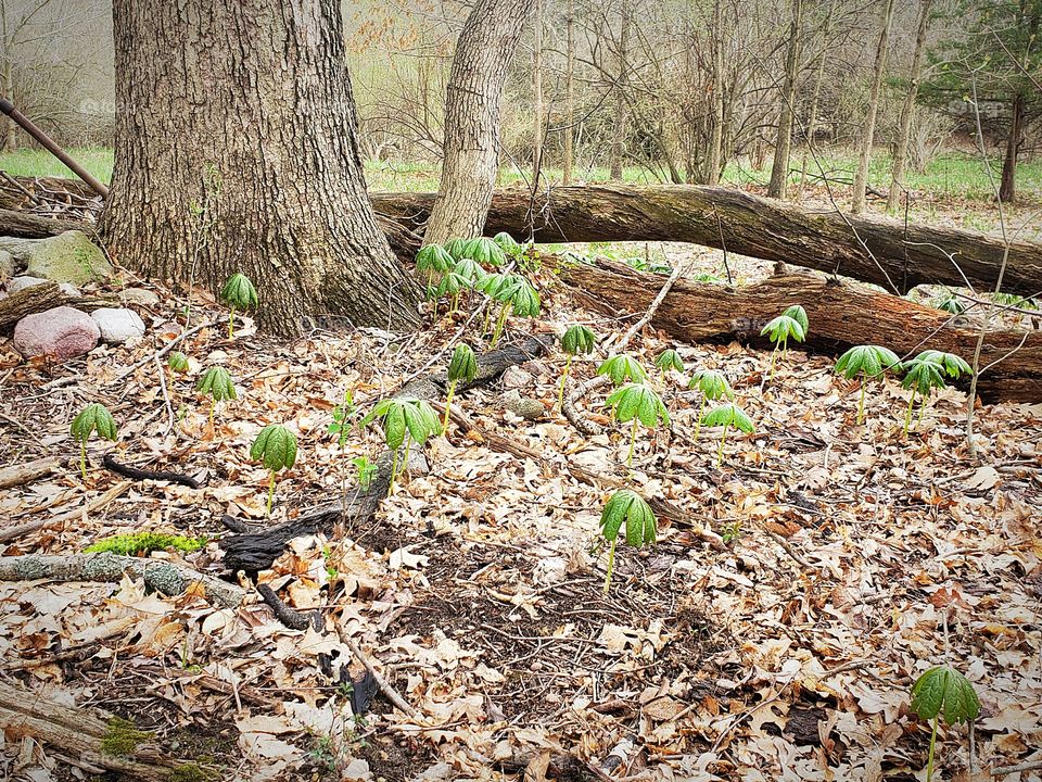 pretty woods scene with ferns