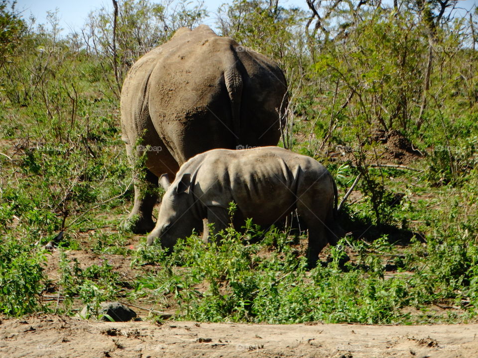 Just too much of cuteness coming across this baby rhino with her mommy.
Hluhluwe Game Reserve 
South Africa 🇿🇦 