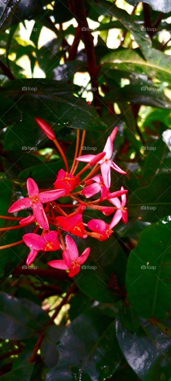 naturelove, pink love, beautiful flowers, pink, drak picture