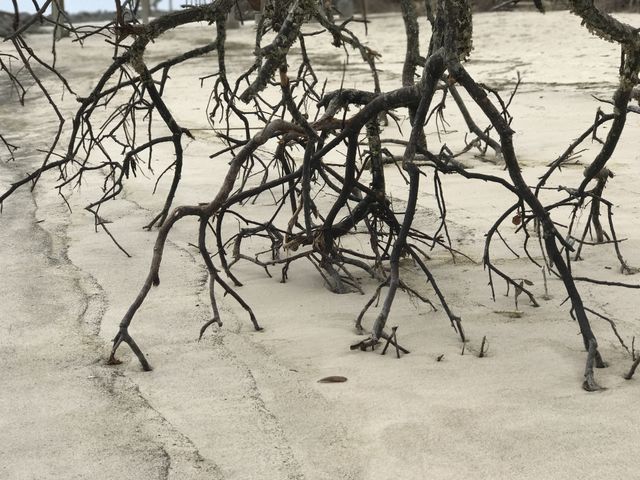 Branches