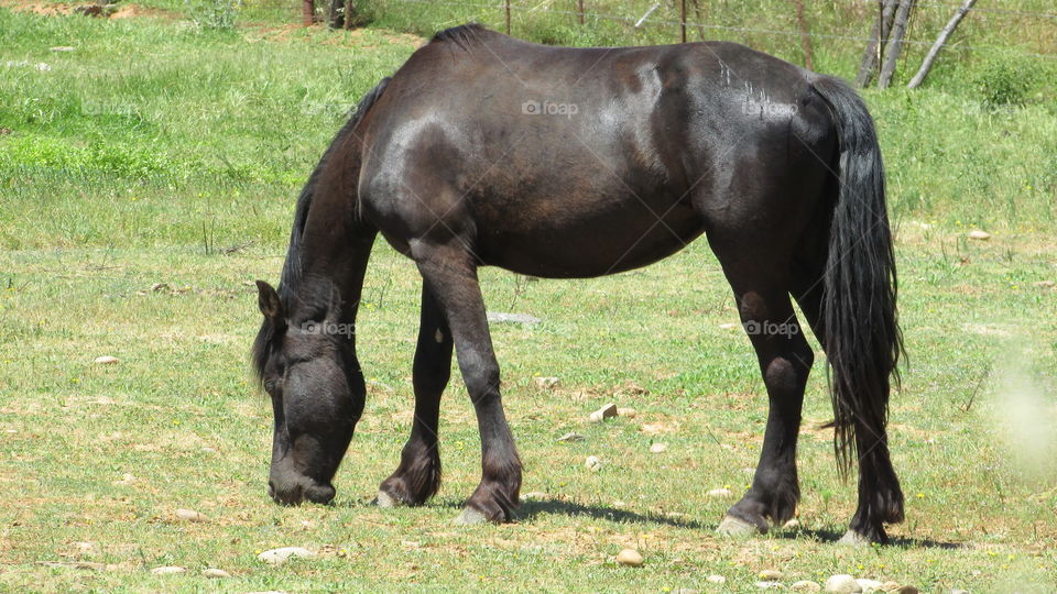 horse grazing