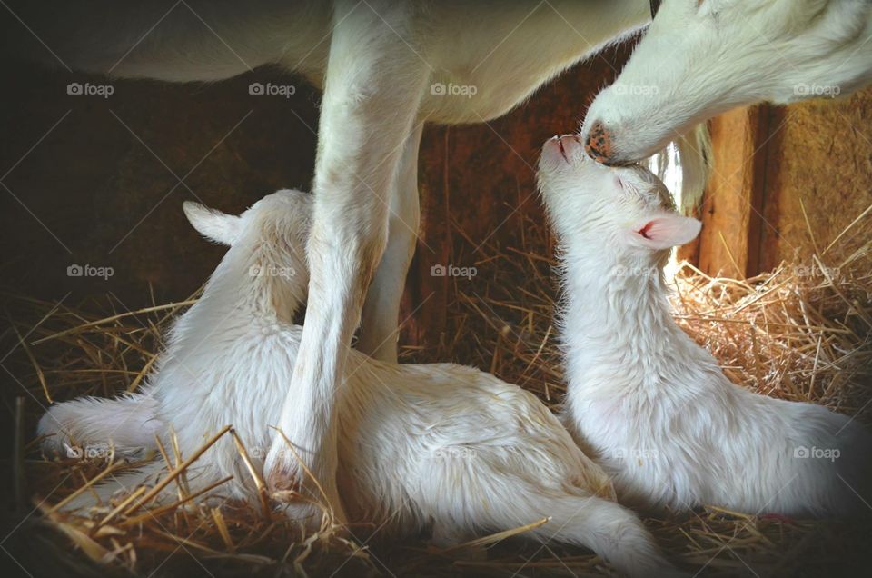 Just born goats