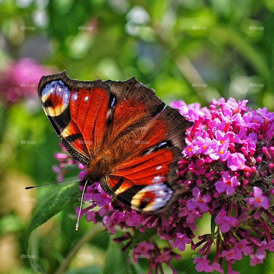 butterfly