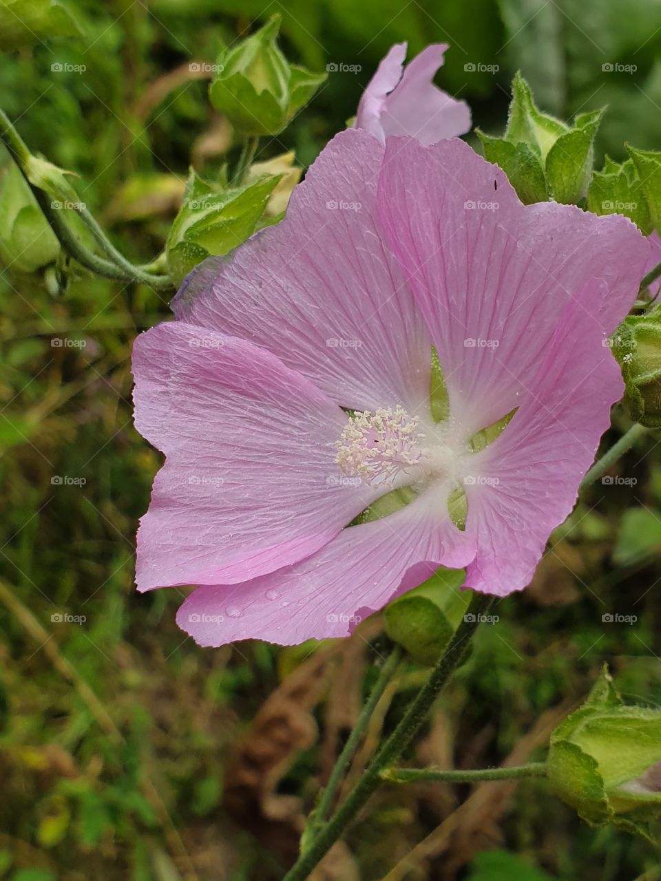 pink flower of wild mallow