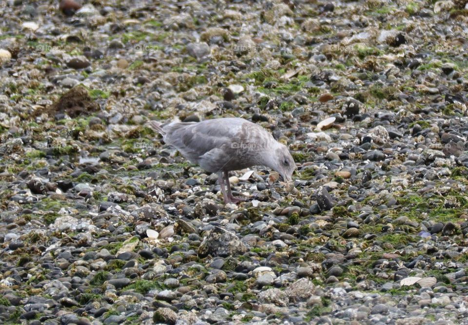 Seagull eating a snail on the beach