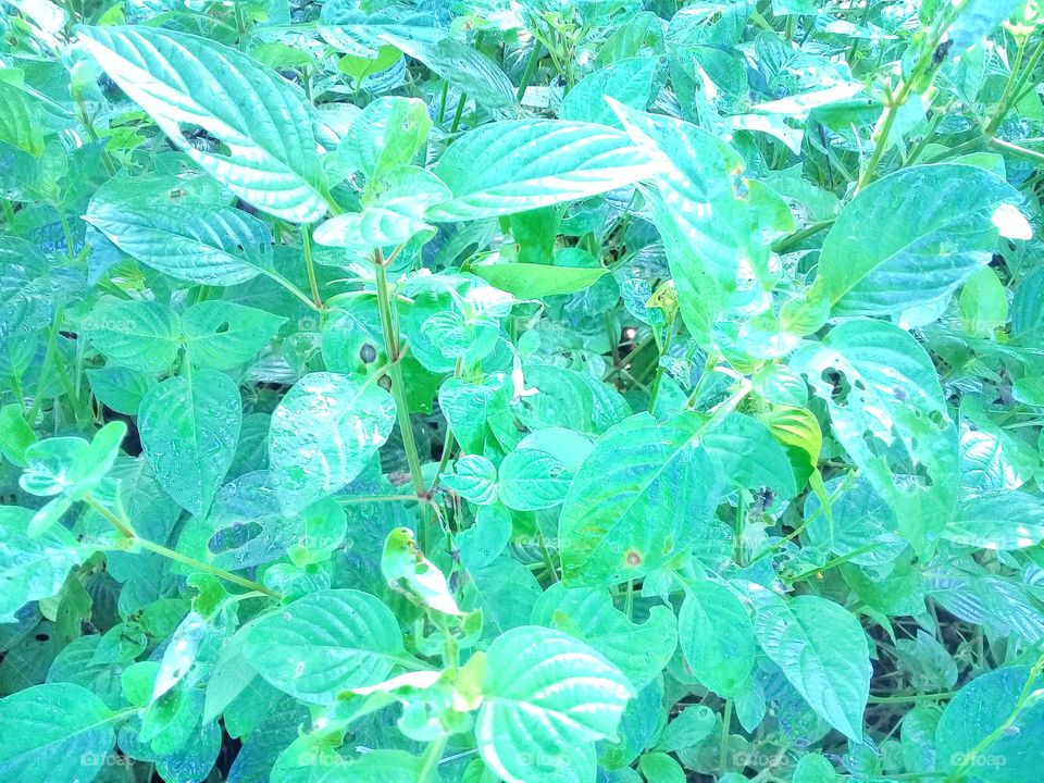 Asystasia intrusa.is weed grows in tropical climates and contains toxins that can inhibit the growth
