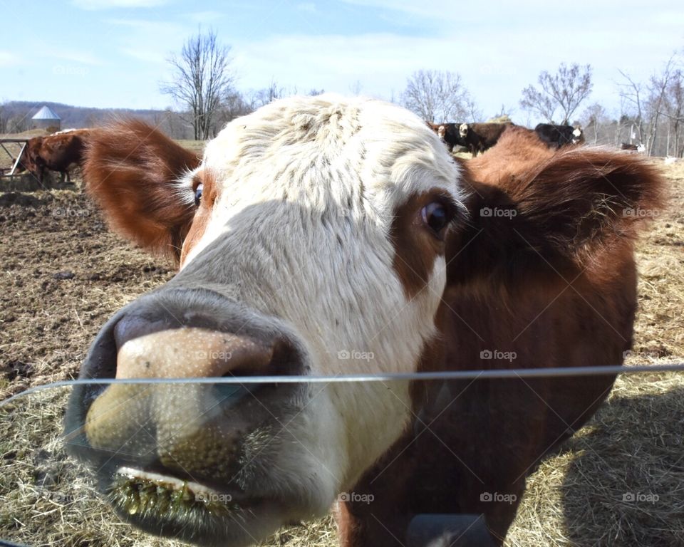 A cow up close and personal looking in the window of a vehicle