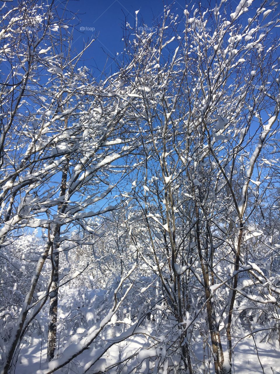 Blue sky winter forest 
