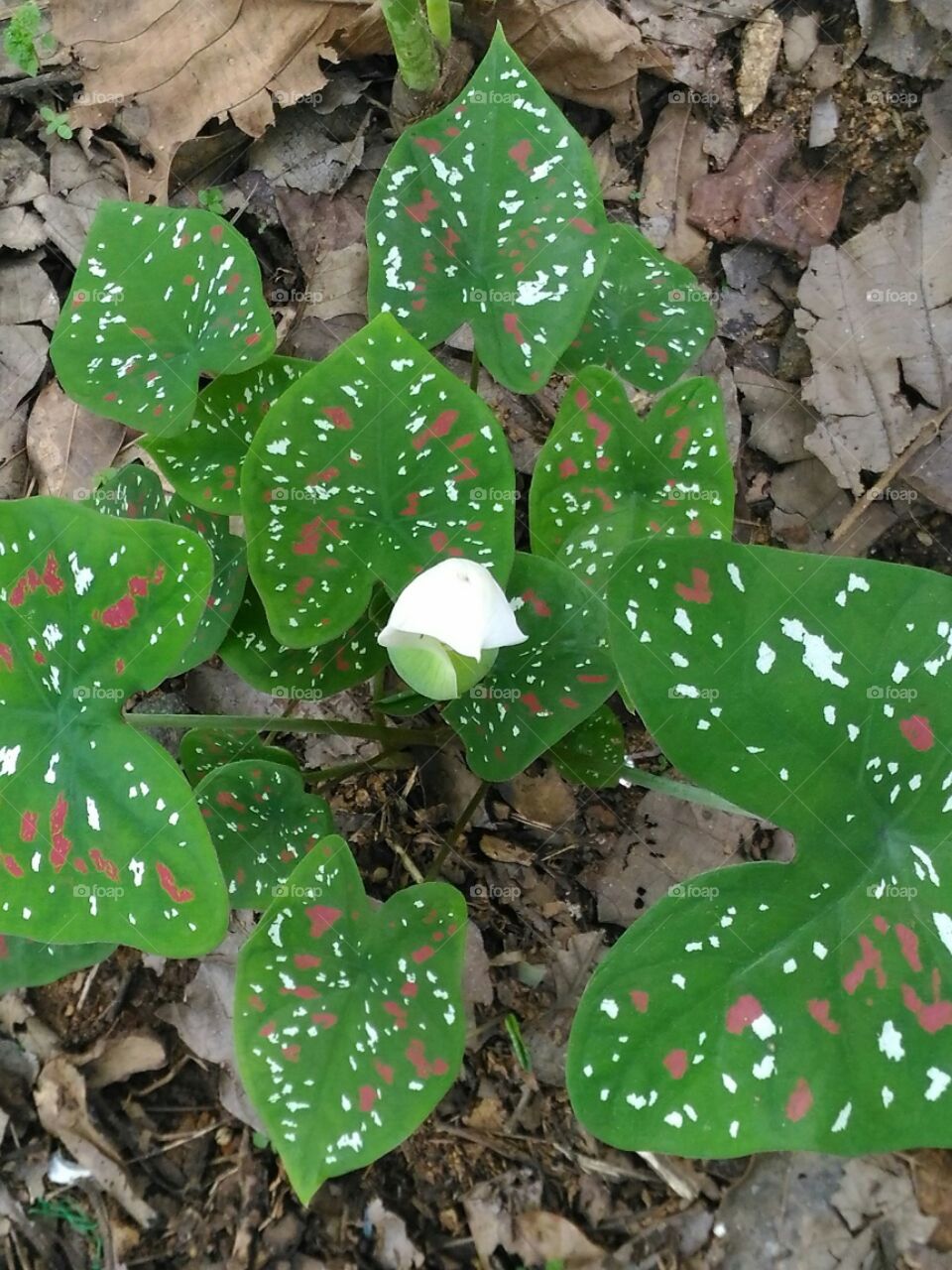 A beautiful  wild  plant  and  its  flower.Mosike  like  design  is  included  in  its  leafs.