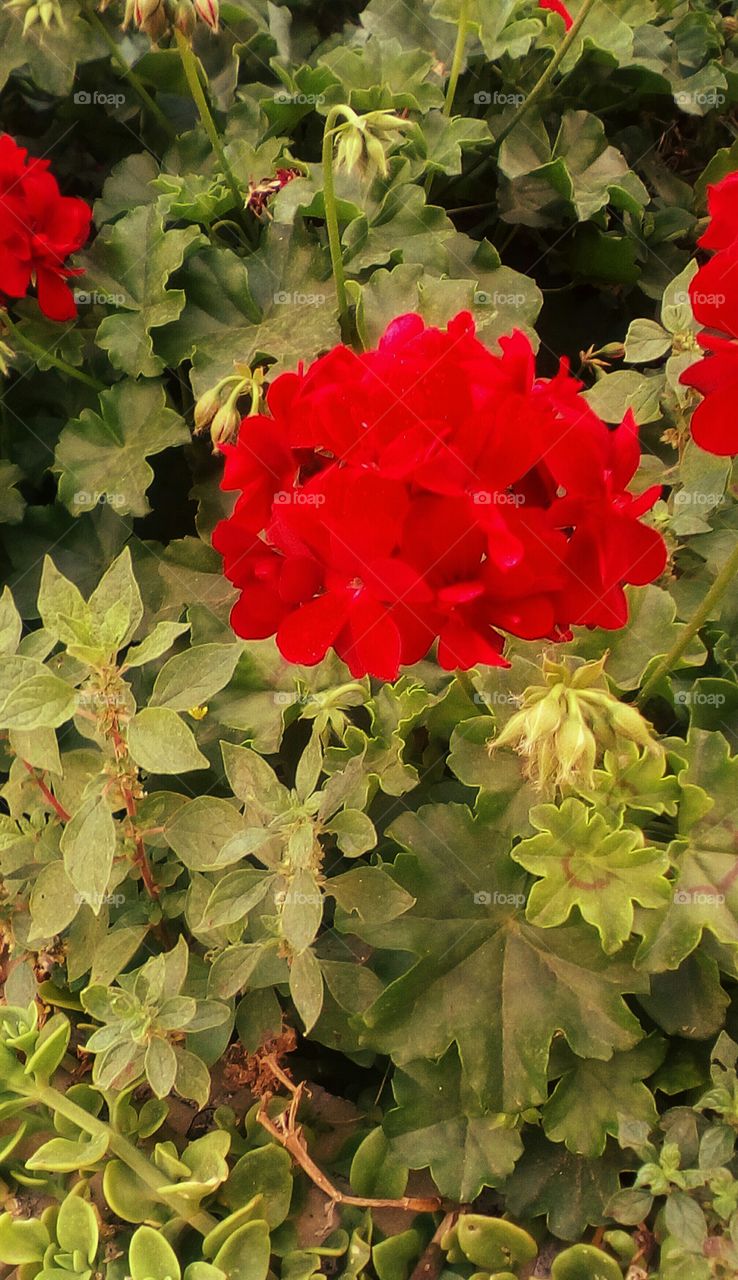 Red beautiful  flower in garden with many
vertical branch around in sunny day