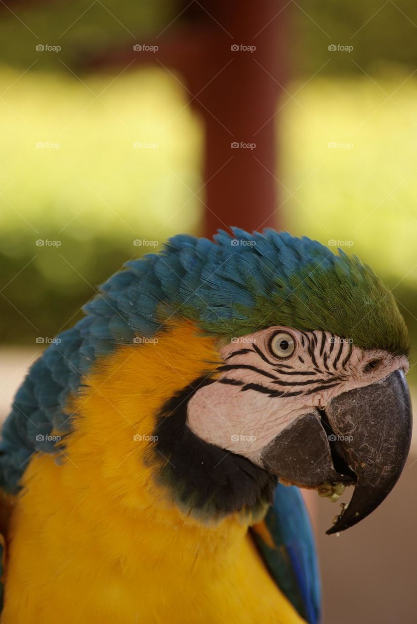 Blue and gold macaw 