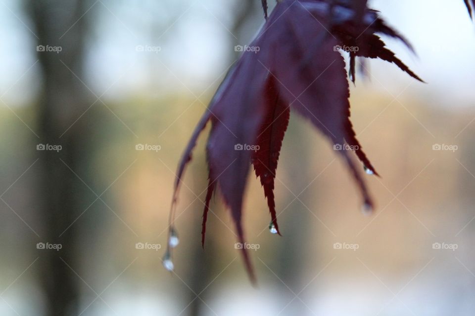 dripping leaf, red maple.