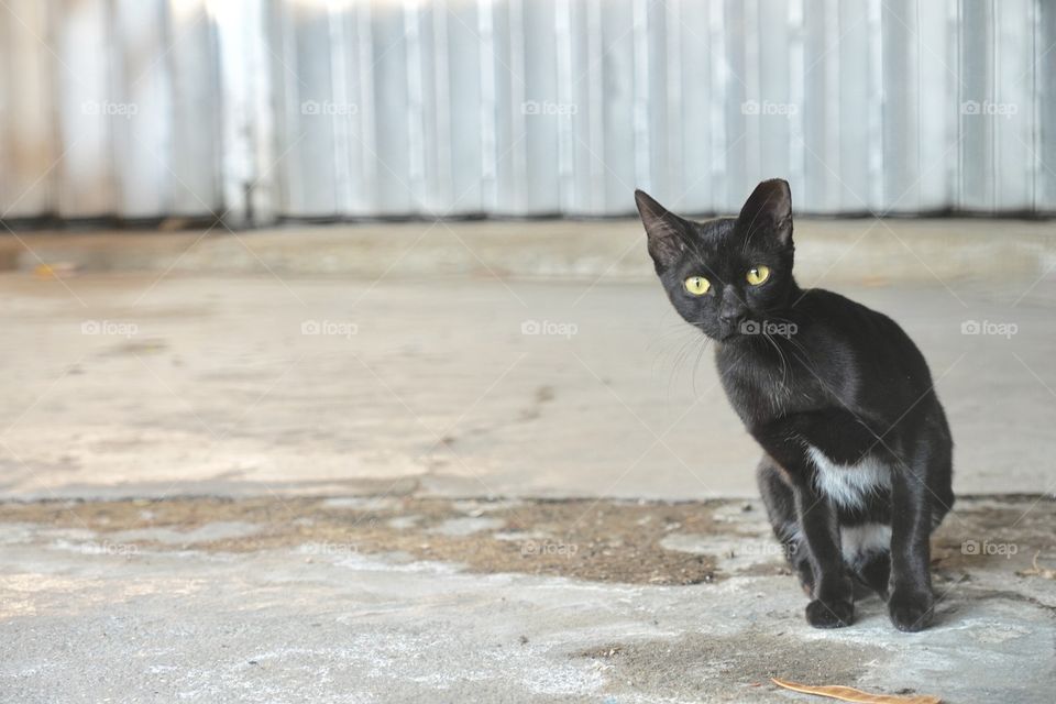 Black cat peeking at you