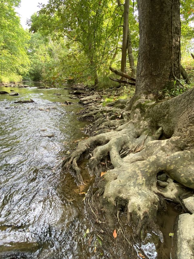 Wandering the creek