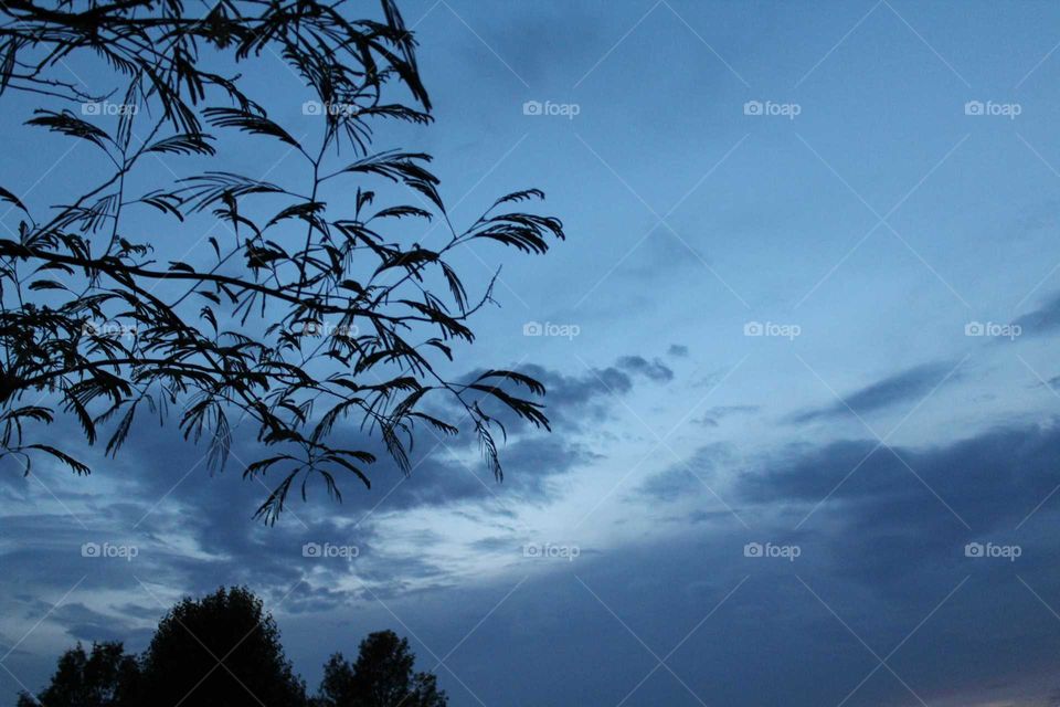 Tree leaves in foreground of the night sky
