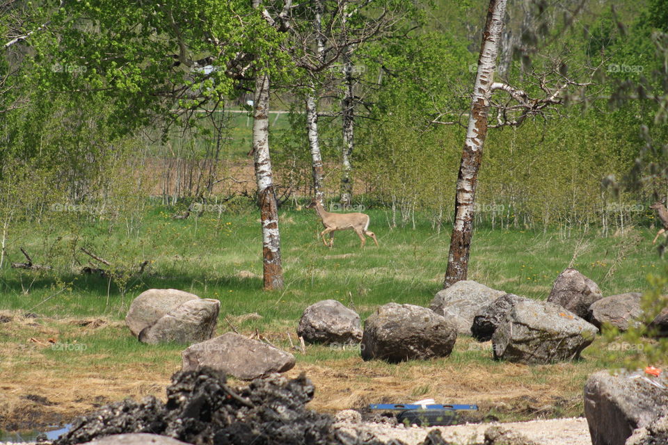 deer in the park