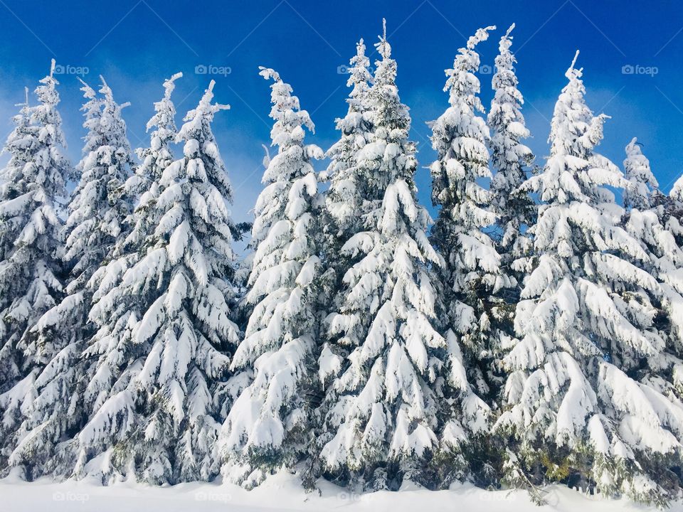 Conifers covered in snow on a bright sunny day