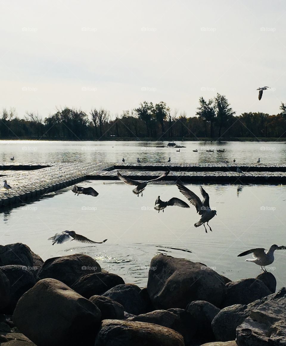 Feeding frenzy for the seagulls at the lake 