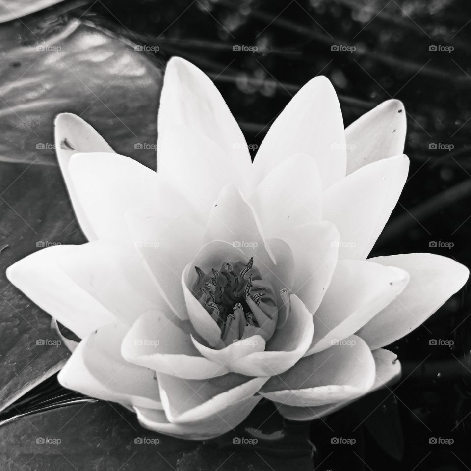 lotus flower closeup in black and white. water lily macro