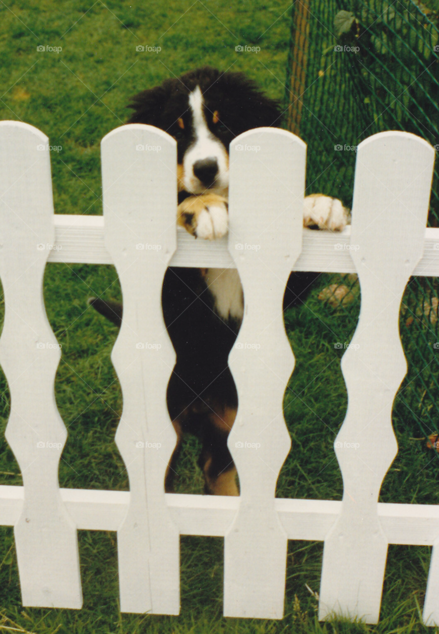 fence dog animal puppy by MagnusPm