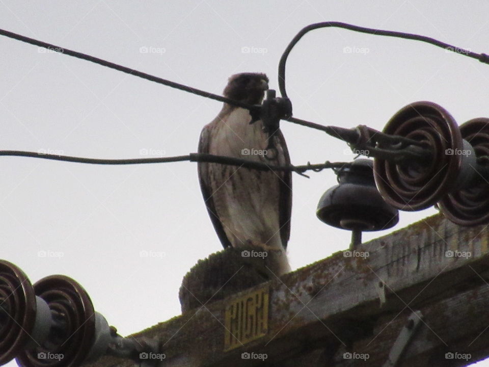 Hawk on a power pole