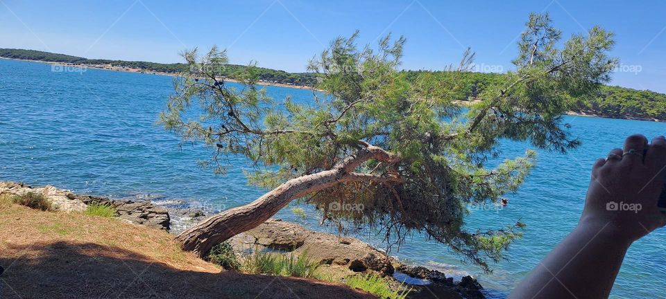 leaning towards the ocean