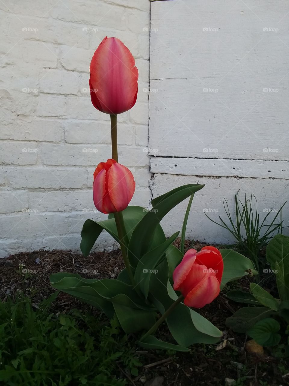 pink tulips