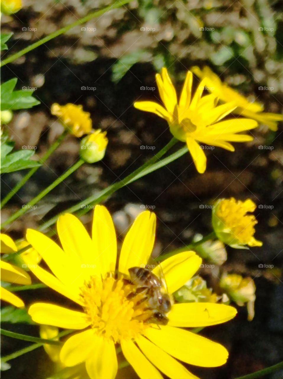 Flowers and bees in Spring / Flores y abejas en Primavera