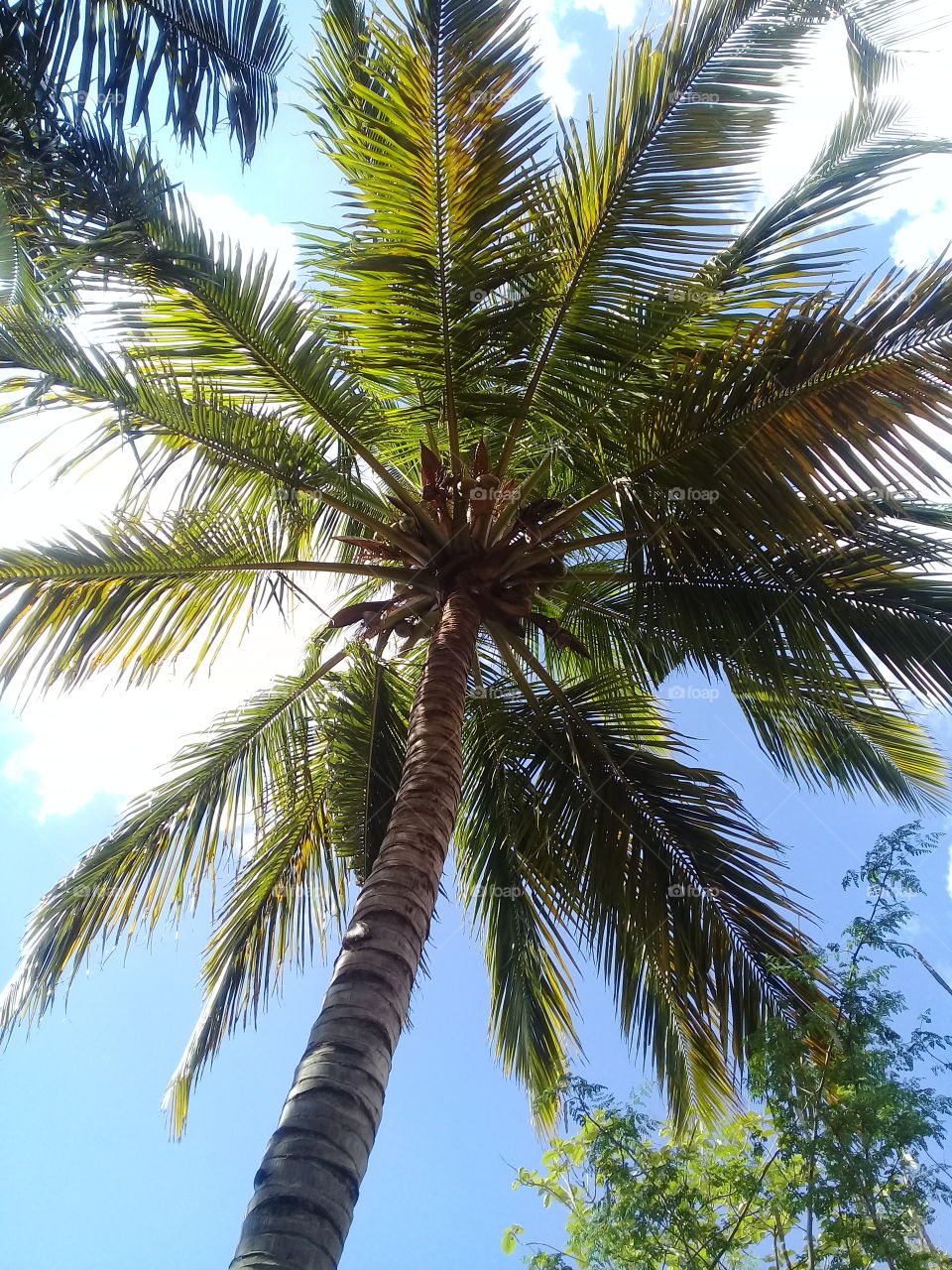 Tropical, Summer, No Person, Palm, Tree